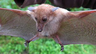 SP130Macroglossus minimus3.jpg