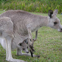 Los 10 Animales Con Mas Riesgo De Extincion Wiki Acam Fandom