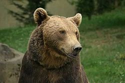 250px-Ours des pyrenees aspe 2002