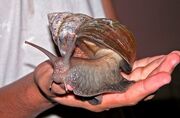 Caracol-Giant-Achatina fulica-1.jpg