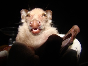 Epomops franqueti.jpg