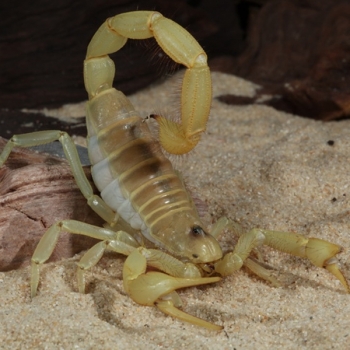 Hadrurus-arizonensis-amarillo.jpg