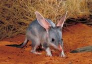 Macrotis-lagotis-e28093-also-known-as-bilby-300x207