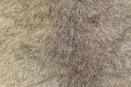 7415472-a-closeup-of-the-fur-of-an-australian-green-ringtail-possum-pseudochirops-archeri