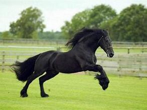 Caballo galopando.jpg