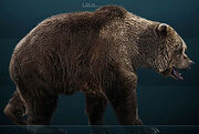 Ursus spelaeus Sergiodlarosa.jpg