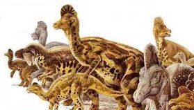 Corythosa2.jpg
