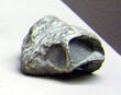 220px-Cistecephalus angusticeps.jpg