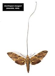 250px-NHM Xanthopan morgani.jpg