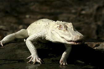 Cocodrilo albino.jpg