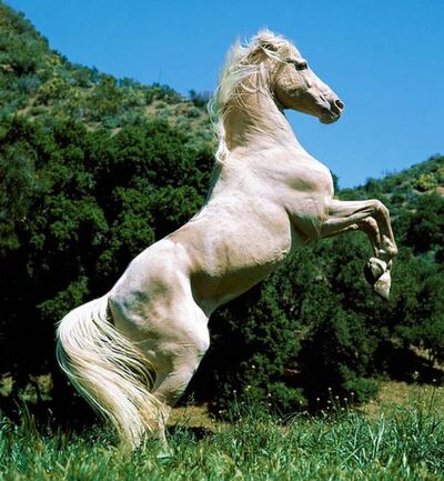 Equus ferus caballus 335