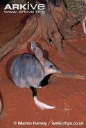 Greater-bilby-at-burrow-entrance