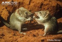 Two-crest-tailed-mulgaras-manipulating-food-in-hands-and-eating-cricket.jpg