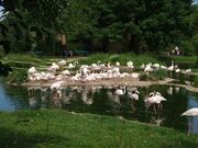 800px-Zoo Basel flamingos breeding.jpg