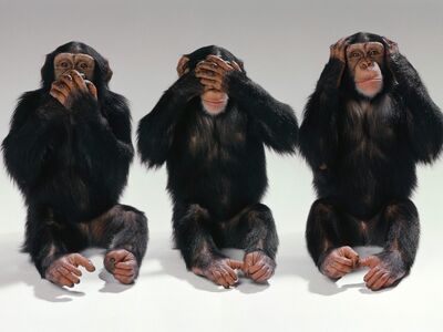 Monos.jpg