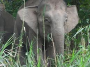 Elefante pigmeo.png