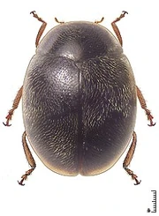 Scymnus demerarensis