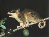 Marmosa-murina05.jpg