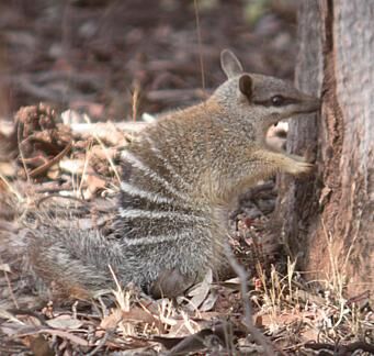 Numbat-2-341.jpg