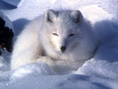 Alopex lagopus.png