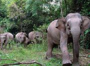 Fotgal 20borneokinabatanganfauna(6).jpg