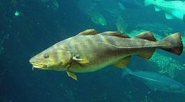 Gadus morhua Cod-2b-Atlanterhavsparken-Norway.jpg