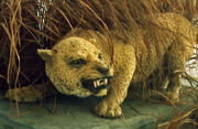 2401091244 leopardo de zanzibar 1.jpg