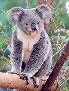 Koala56