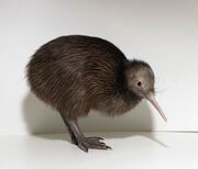 1110080450 kiwimantelli5.jpg