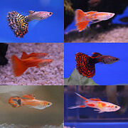 Guppy breeds.jpg