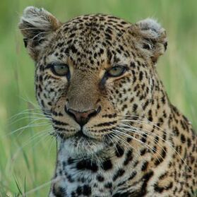 Leopardos-fotos-p.jpg