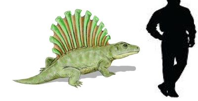 Platyhystrix