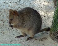 Quokka