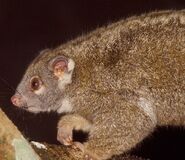 Pseudochirops-archeri.green-ringtail-possum.pseuarc1-il