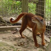 2001090601 gato borneo thl