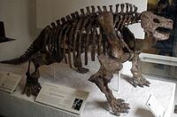 Scutosaurus skeletonjpg.jpg