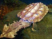 Tortuga mata mata (chelus fimbriatus)-1.jpg