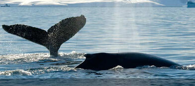 Ballenas