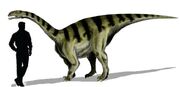 Coloradisaurus