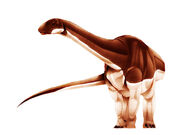 Algoasaurus