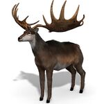 Megaloceros.jpg