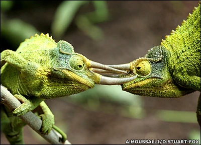 Camaleones de Jackson (Macho y Hembra).
