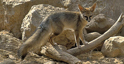 Blanfords-fox.jpg