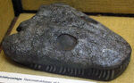 Ichthyostega skull.jpg