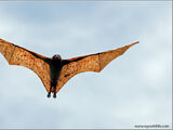 Zorro volador filipino