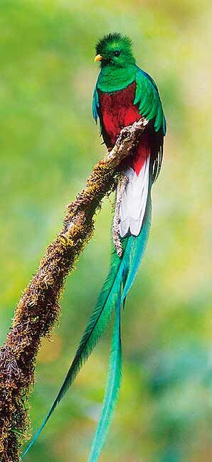 Quetzal.jpg