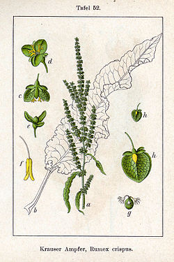250px-Rumex crispus Sturm52.jpg