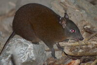 2764958-musky-rat-kangaroo-Hypsiprymnodon-moschatus-0.jpg