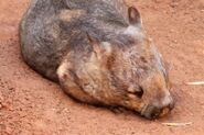 6158156-southern-hairy-nosed-wombat--lasiorhinus-latifrons--australian-native-animal