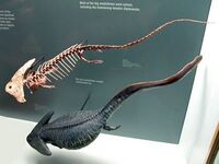 Diplocaulus 1.jpg